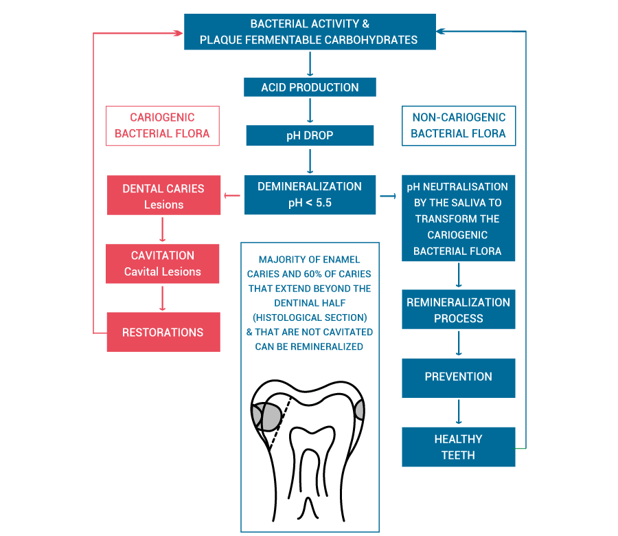 High Risk Caries | Oral Science