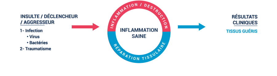 healthy inflammation graphic showing tissue repair and no new inflammation
